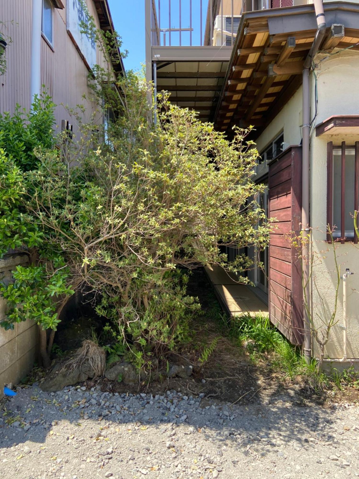 慶村 歌舞伎 *